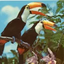 🌴 𝐿𝒶𝓈 𝒮𝒾𝓇𝑒𝓃𝒶𝓈 𝐵𝓁𝒶𝓃𝒸𝒶𝓈 ᴿᴾ