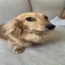chxaiix