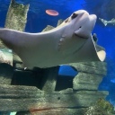 sharky Discord server icon