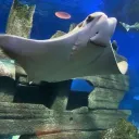 sharky