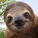 Sloth's Branch