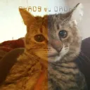 land of catnip and pride