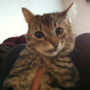 awesomesauce cat fan-server Discord server icon