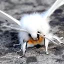Moth Den