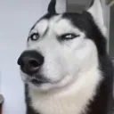 VoltBlack