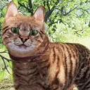 World of Felines