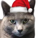 🎄Cats and Cats Galore🎁🐱