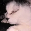 nyan
