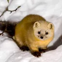 Sable