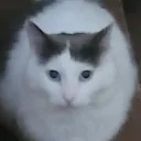 mokafinity