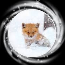 🦊🍓 THE FOXES’ DEN 🍓🦊 Discord server icon