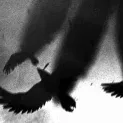 Screaming crows