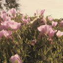 Celestial ruins (old) Discord server icon