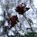 ⟢ 𝐬𝐢𝐥𝐞𝐧𝐭 𝐧𝐢𝐠𝐡𝐭 Discord Server Icon