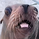 Meow kingdom Discord server icon