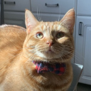CatShack Community Server Discord server icon