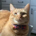 CatShack Community Server