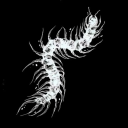 Reaper Discord server icon