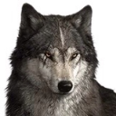 ウルフゲーム　ザワイルド　キングダム