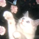 𑣲𝓜𝓮𝓸𝔀 𝓵𝓸𝓾𝓷𝓰𝓮 /•᷅•᷄\੭