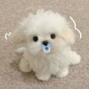 ⋆.˚ ᡣ𐭩 .𖥔˚Cutest  Kennel⋆.˚ ᡣ𐭩 .𖥔˚