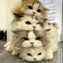THE BIG 4 CAT SECRET / HANGOUT