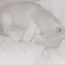 tara's harem Discord server icon