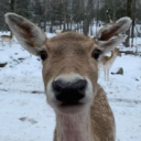 𝘋𝘦𝘦𝘳'𝘴 𝘔𝘦𝘢𝘥𝘰𝘸🍻 Discord server icon