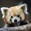 Red Pandas