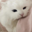 𝓪𝓷𝓰𝓮𝓵𝓼