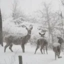 wisteria Discord Server Icon