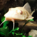 Critty Critters :3 Discord server icon