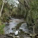 The Bog Discord server icon