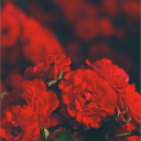 sapphic lovetrain Server Icon