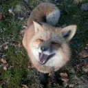 .　⟢　ѵเאεɳ　　˘ discord icon