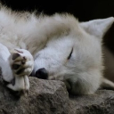 𓏵‧₊˚ ┊𝓑loo's 𝓢leepover ‧˚꒰☁୭ ˚. ᵎᵎ Discord server icon