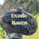 ✧𝔼𝕩𝕠𝕥𝕚𝕔 ℍ𝕒𝕧𝕖𝕟✧ discord icon