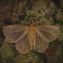 The Greenhouse Discord server icon