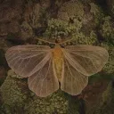 Moth & Mayhem Discord Server Icon