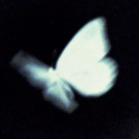 Moth & Mayhem