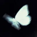 Moth & Mayhem