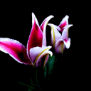 𝔒𝔯𝔭𝔥𝔢𝔲𝔰 ⋆‧°𓏲ּ𝄢