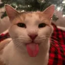 TRLAUSLSTWNRTMTOTTFIWSFBLMAO