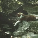 🪷 Koi Pond