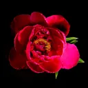 ROSE XX.01.2026