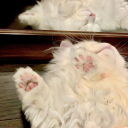 ₊ ˒・✦  loşer-core  · ࿔ Discord server icon