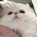 ᴘᴜᴘ'ꜱ ꜰᴀɴᴄʏ ʀᴏᴏᴍ Discord server icon