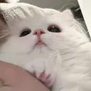 ᴘᴜᴘ'ꜱ ꜰᴀɴᴄʏ ʀᴏᴏᴍ