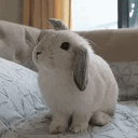 Solaciel Discord server icon