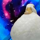 Duck Devs Development ⭐